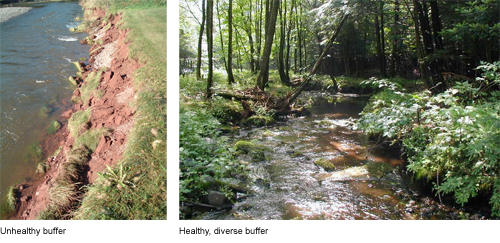 Riparian Buffers