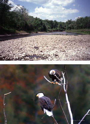 Clear mountain streams and streamlets. A Rocky stream east of the