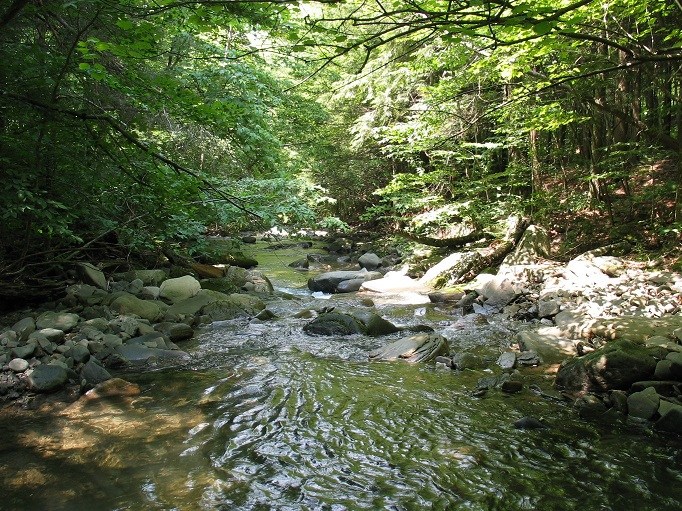 A Beginner's Guide To Fishing The Esopus Creek In New York's Catskills —  Meserve Reserve